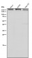 Anti-Dnmt1 Rabbit Monoclonal Antibody